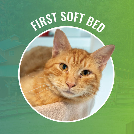 First Soft Bed