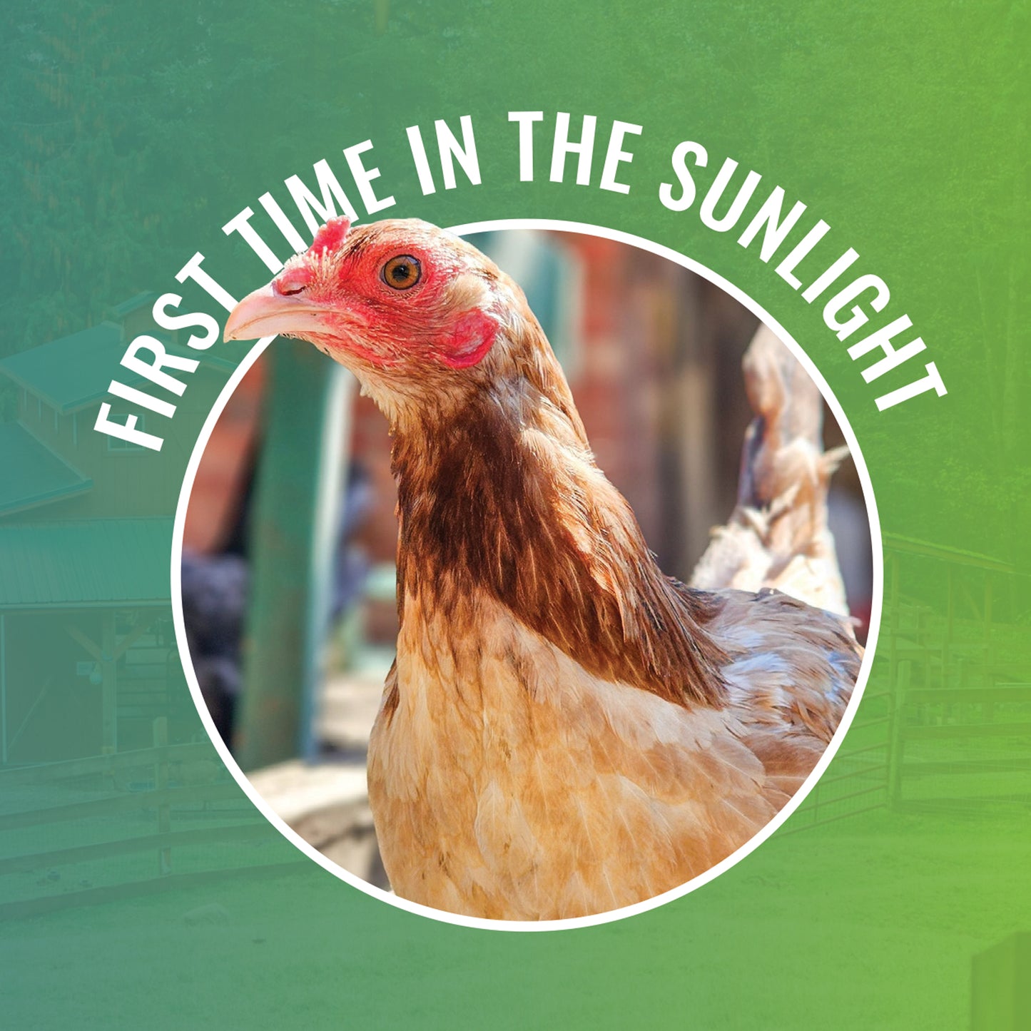 First Time in the Sunlight