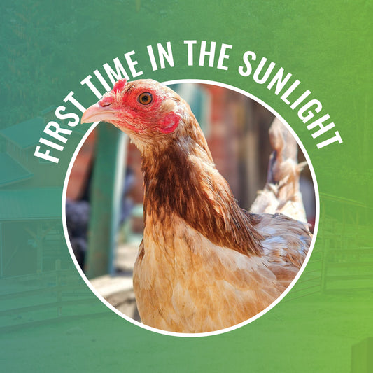 First Time in the Sunlight