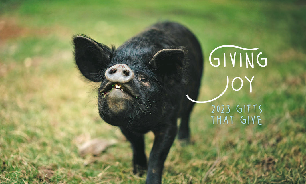 Pasado's Safe Haven Store