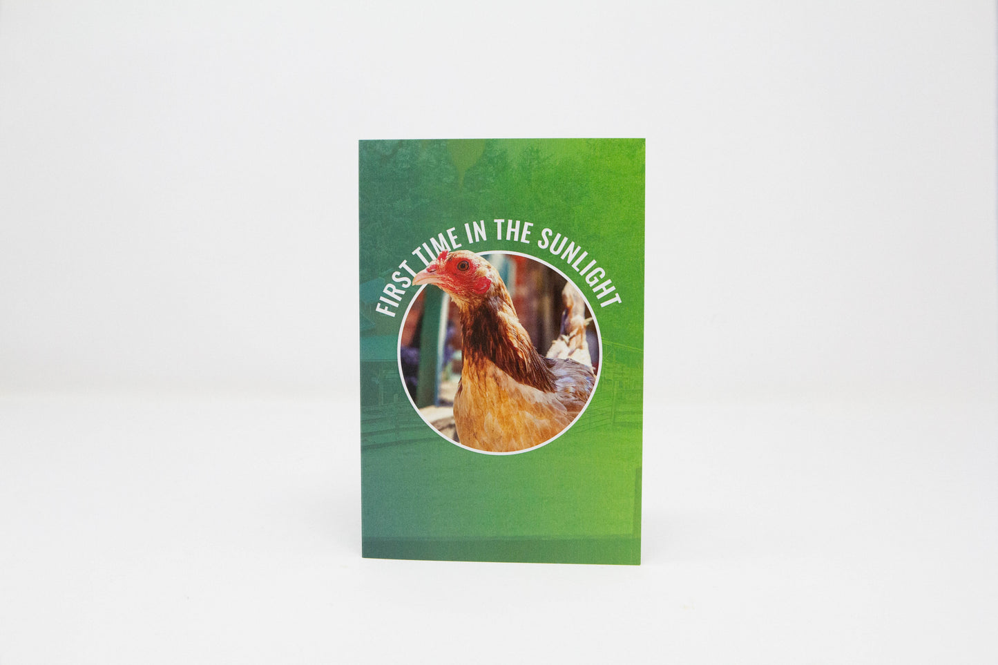 First Time in the Sunlight