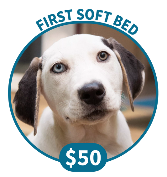 First Soft Bed